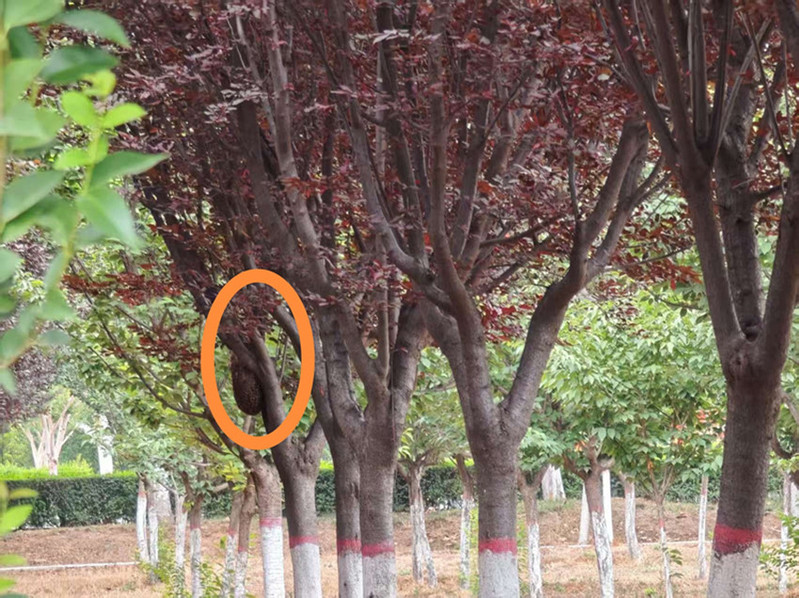 主动出击除隐患  筑牢校园安全网：后勤安保处高效处置两起校园安全隐患